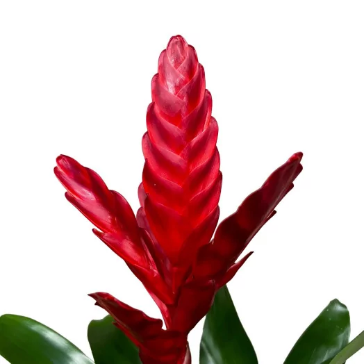 VRIESEA hybride D12 X10 MIX