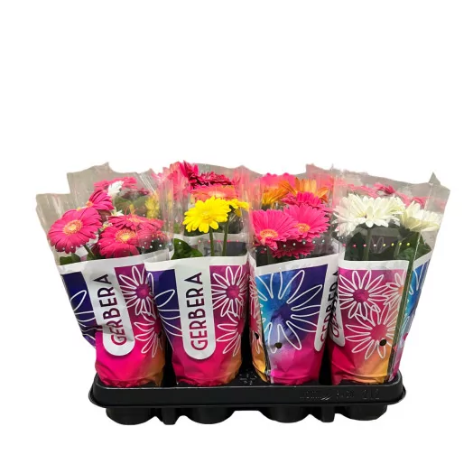 GERBERA jamesonii D09 X12 Colourgame MIX