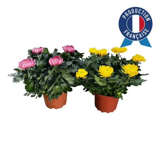 CHRYSANTHEMUM ind MULTI D19 6-7 Tetes