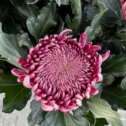 CHRYSANTHEMUM ind MULTI D19 6-7 Tetes