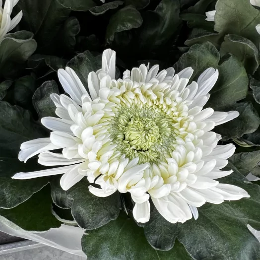 CHRYSANTHEMUM ind MULTI D19 6-7 Tetes