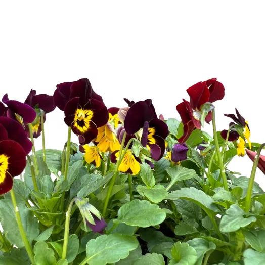 VIOLA cornuta B06LA BARQUETTE MIX