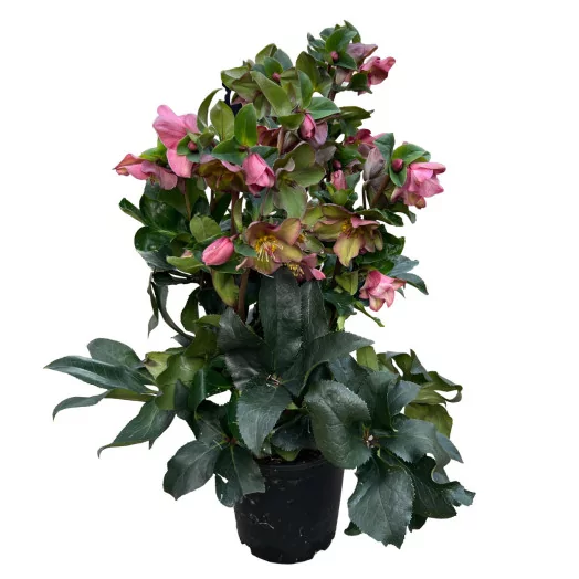 HELLEBORUS niger D19 P x3 HGC N' Roses Red