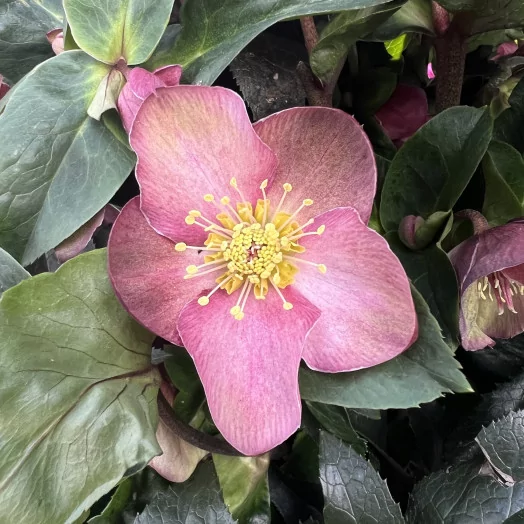 HELLEBORUS niger D19 P x3 HGC N' Roses Red