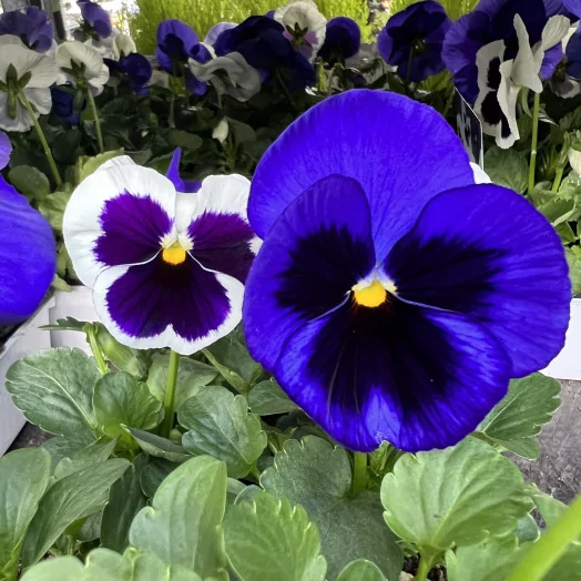 VIOLA x B06 LA BARQUETTE Pensee MIX