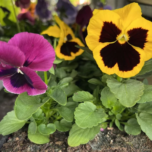 VIOLA x B06 LA BARQUETTE Pensee MIX