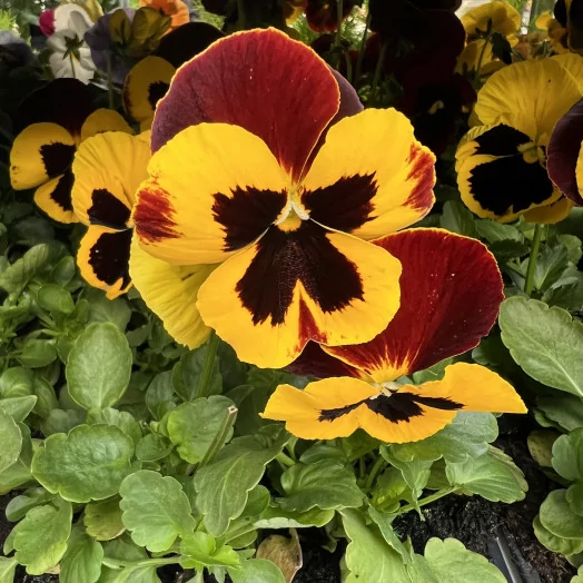 VIOLA x B06 LA BARQUETTE Pensee MIX
