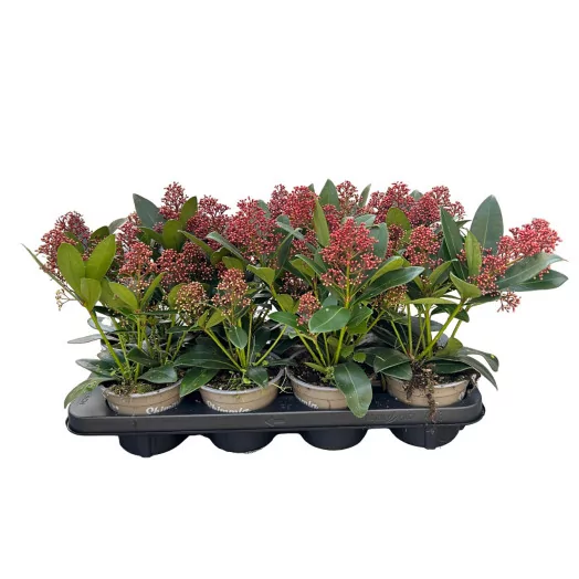SKIMMIA japonica D13 x10 Rubella 8+FL