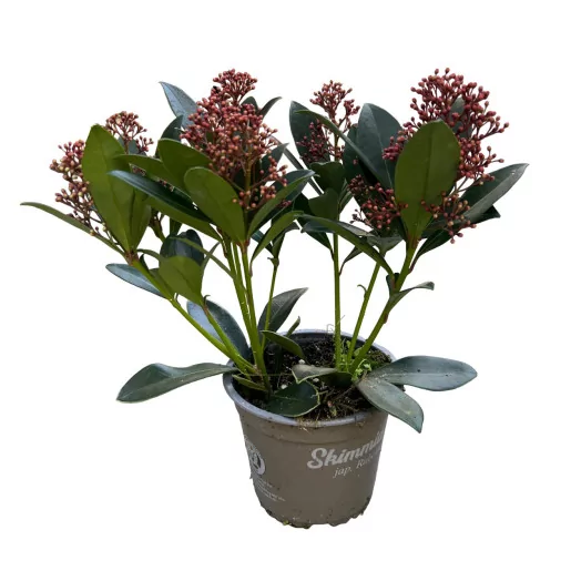 SKIMMIA japonica D13 x10 Rubella 8+FL