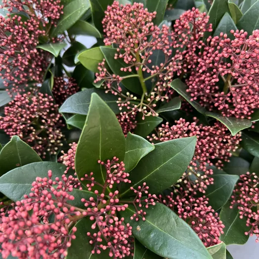 SKIMMIA japonica D13 x10 Rubella 8+FL