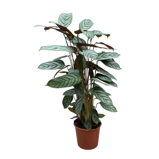 CALATHEA makoyana D17 X6