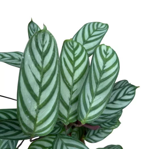 CALATHEA makoyana D17 X6