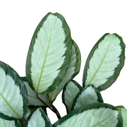 CALATHEA makoyana D17 X6