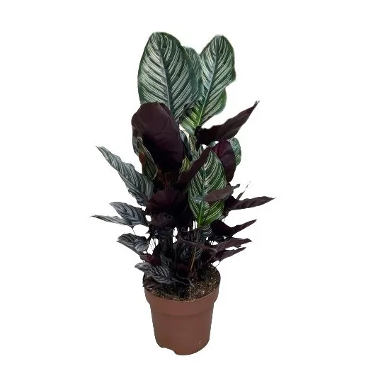 CALATHEA sanderiana D24 80-90CM