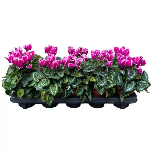 CYCLAMEN persicum D10.5 X8 Metis