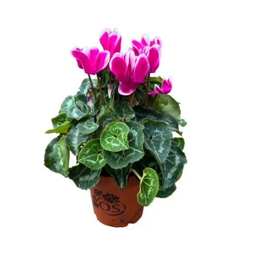 CYCLAMEN persicum D10.5 X8 Metis