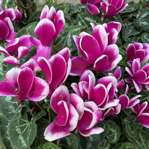 CYCLAMEN persicum D10.5 X8 Metis