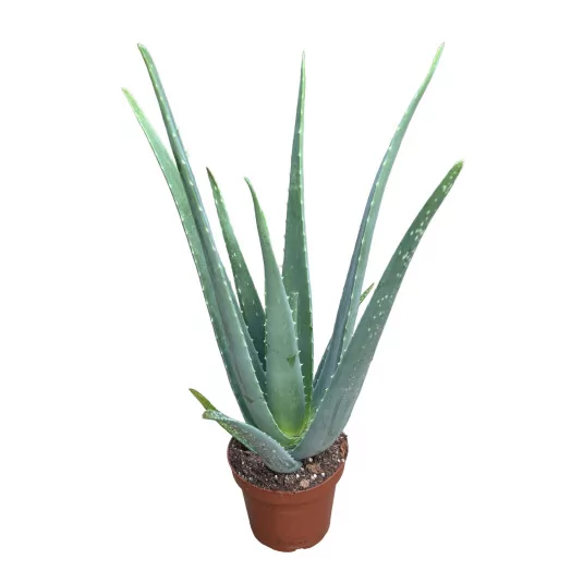 ALOE vera D14 X6
