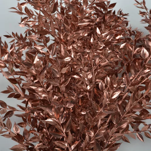 RUSCUS PEINT CUIVRE LA BOTTE 80-100