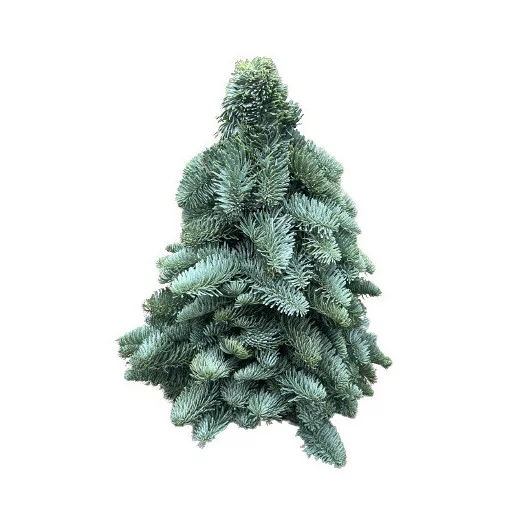 ASS NOBILIS SAPIN 100CM 3D ROND 48100