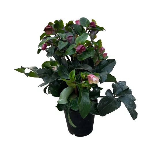 HELLEBORUS niger D15 P x6 HGC Ice N Roses