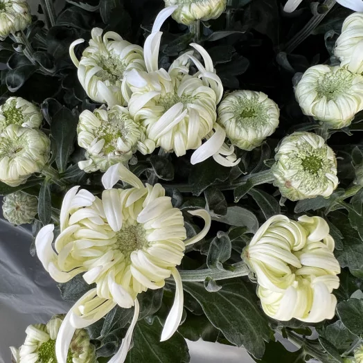 CHRYSANTHEMUM ind MULTI D19Multi-tetes