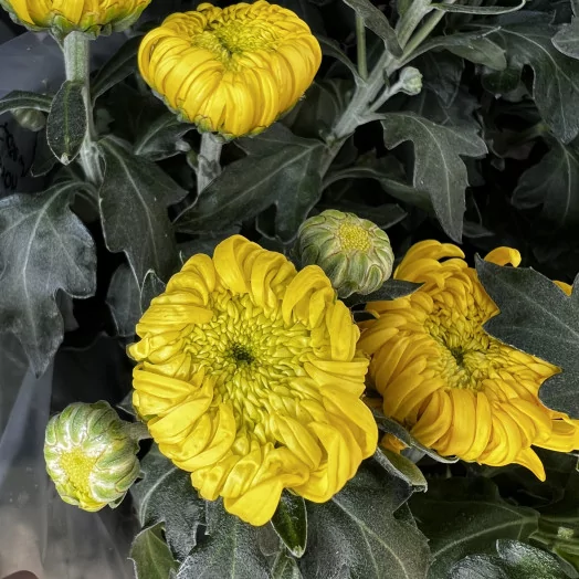 CHRYSANTHEMUM ind MULTI D19Multi-tetes