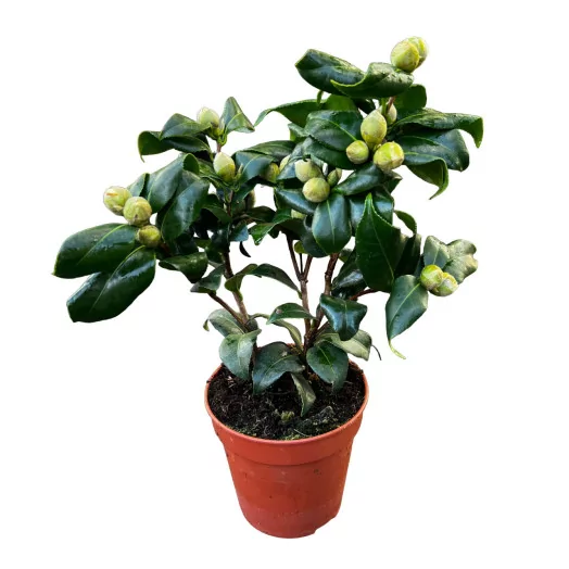 CAMELLIA japonica D13 P x8 Brushfields Yellow 10-15