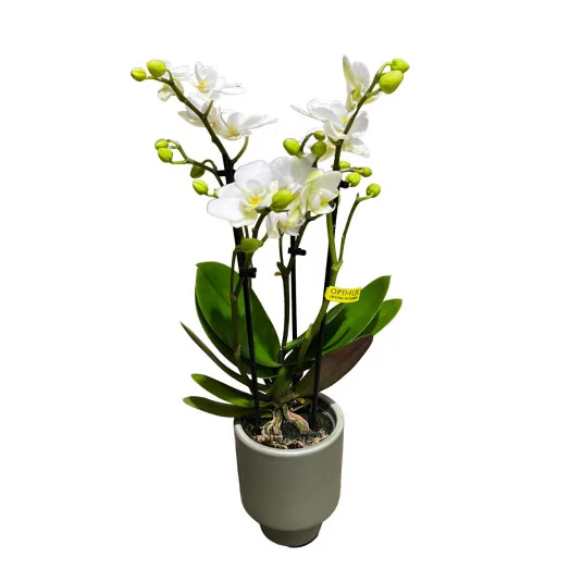 PHALAENOPSIS x D07C P X8 Optifriend Sandra BLANC