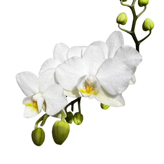 PHALAENOPSIS x D07C P X8 Optifriend Sandra BLANC