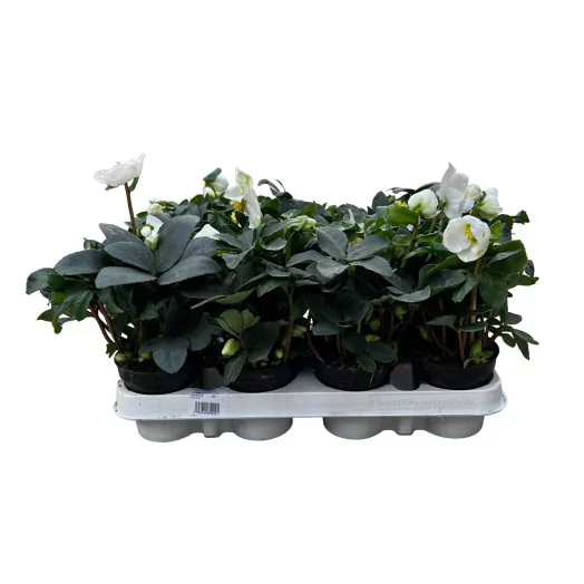 HELLEBORUS niger D09 P x12 Christmas carol