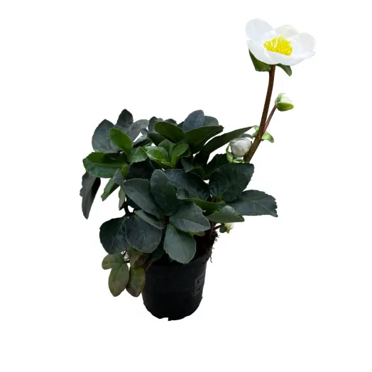 HELLEBORUS niger D09 P x12 Christmas carol