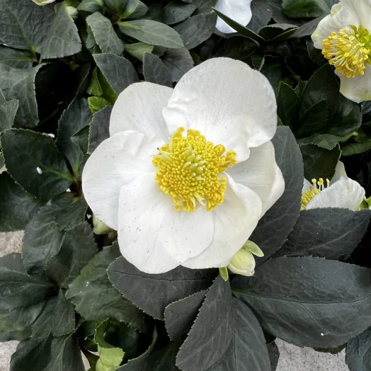 HELLEBORUS niger D09 P x12 Christmas carol