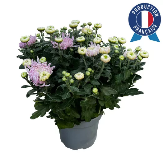 CHRYSANTHEMUM ind MULTI D19Multi-tetes