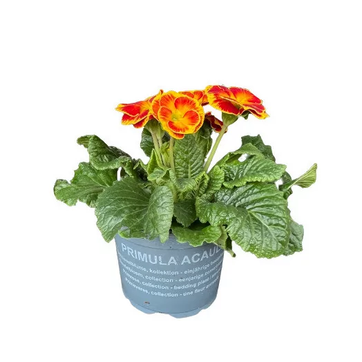 PRIMULA acaulis D10 X10 MIX