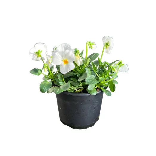 VIOLA cornuta D10X15