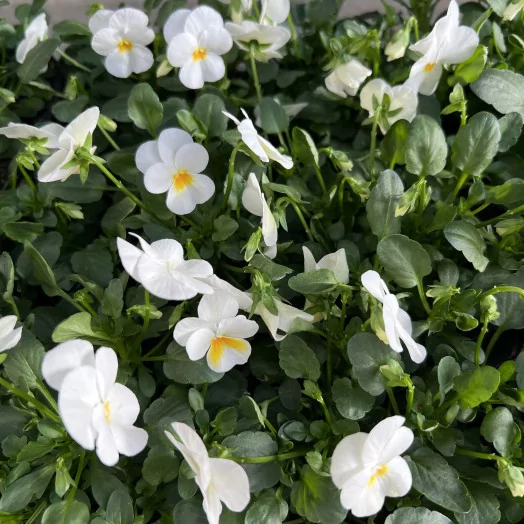 VIOLA cornuta D10X15