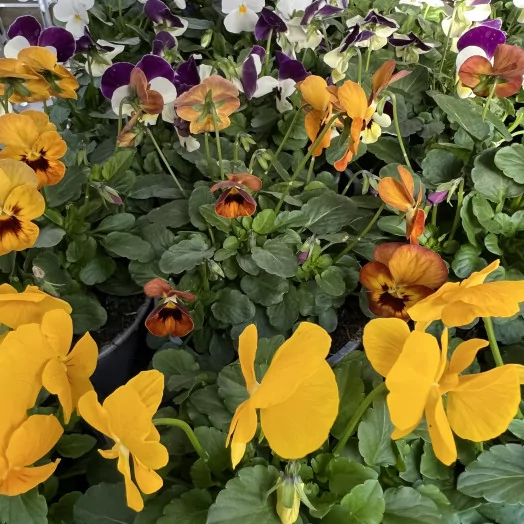 VIOLA cornuta D10X15