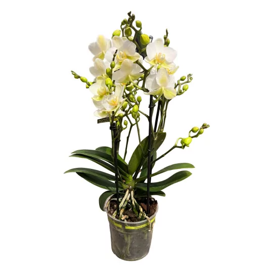 PHALAENOPSIS hybride D12 3BR P X6 Boquetto Beauty