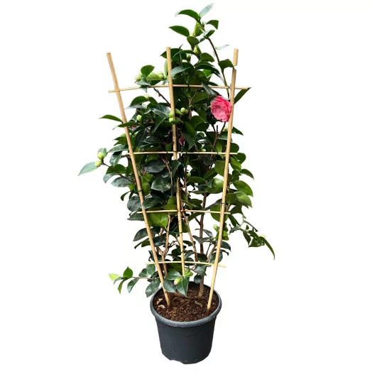CAMELLIA japonica D26 P William Bartlett 80-110CM ESP.