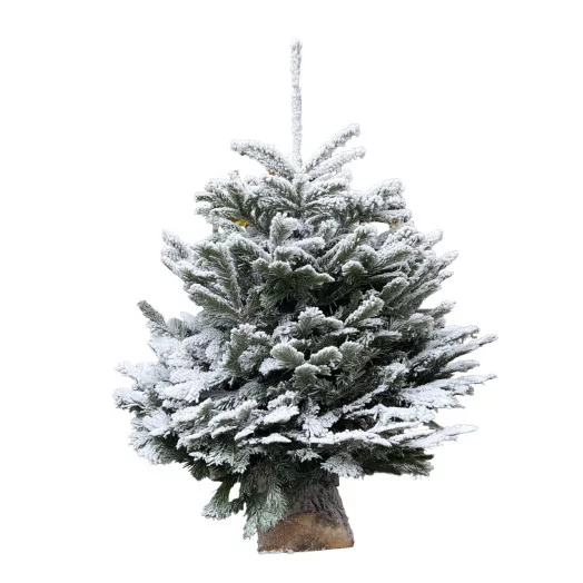 SC NORDMANN NEIGE NATURELLE BLANC 130-150CM