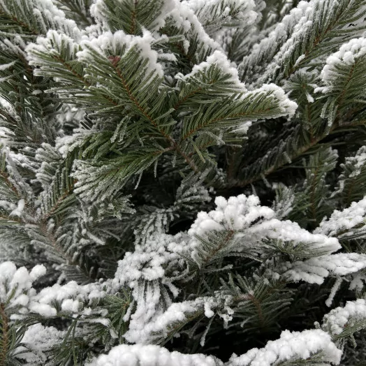 SC NORDMANN NEIGE NATURELLE BLANC 130-150CM