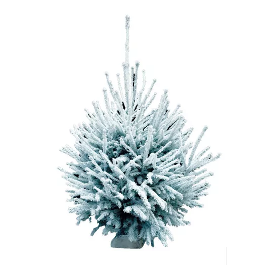 SC EPICEA GIVRE BLANC 200-220CM