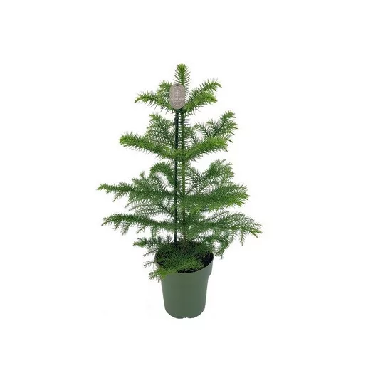 ARAUCARIA heterophylla D14 P X7 Sapin d'appartement