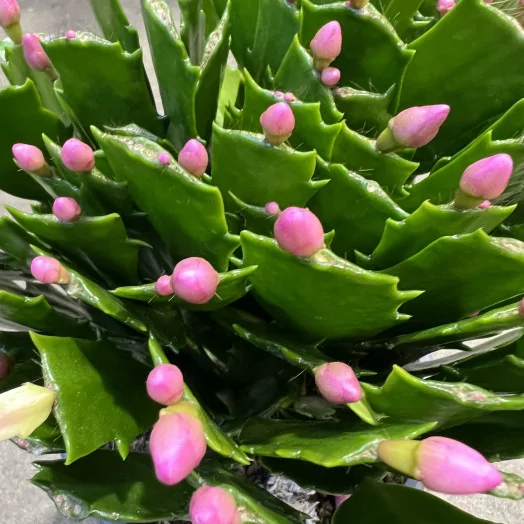 SCHLUMBERGERA hybride D17 X6 Cactus de Noel