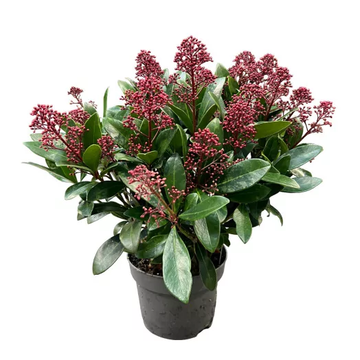SKIMMIA japonica D17 X6 Rubella