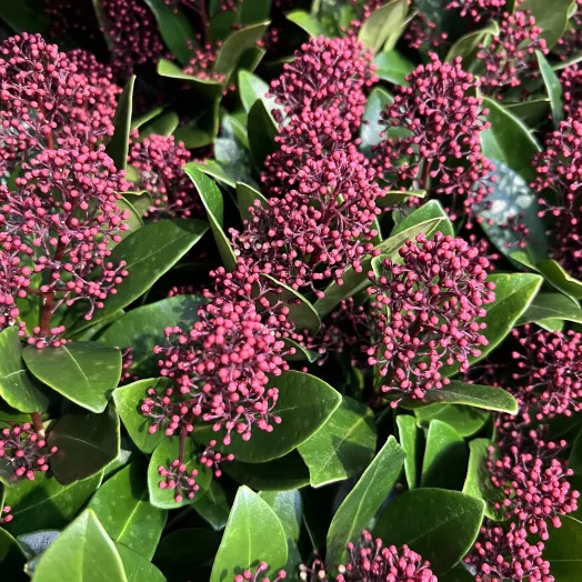 SKIMMIA japonica D17 X6 Rubella
