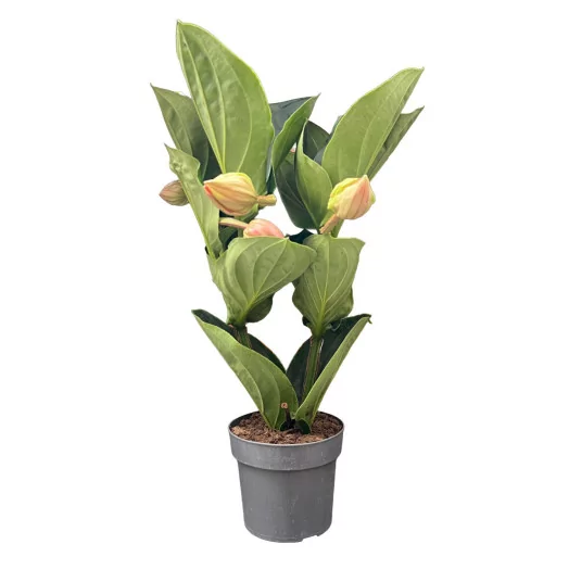 MEDINILLA magnifica D17 4FL P X4 60CM