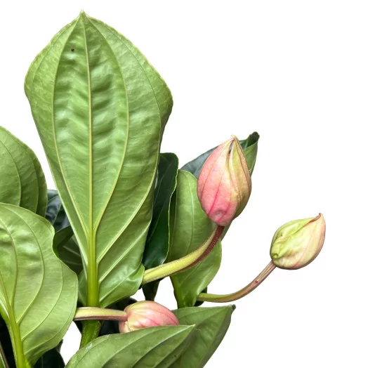 MEDINILLA magnifica D17 4FL P X4 60CM