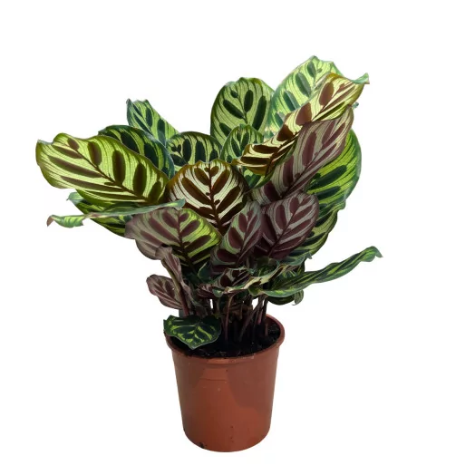 CALATHEA makoyana D14 X8